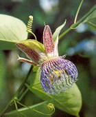 Passiflora maliformis HW